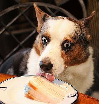 Собака ест торт на столе